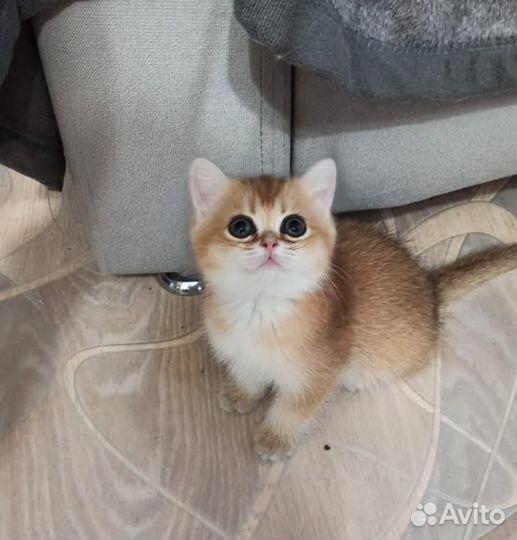 Котята золотая шиншилла