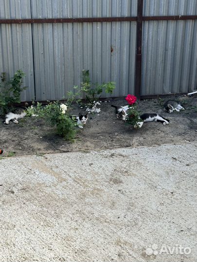 Кошки в добрые руки бесплатно