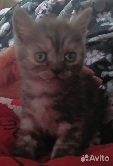 Кошки в добрые руки бесплатно