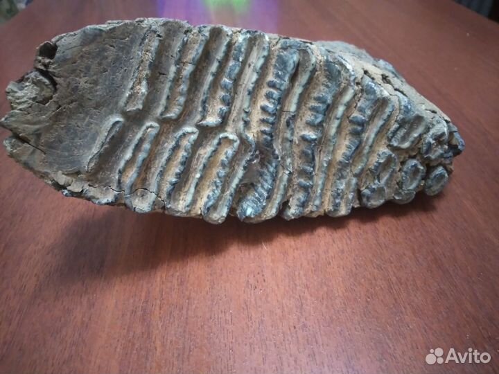 Зуб мамонта