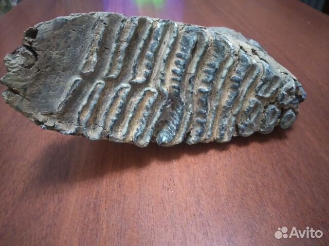 Зуб мамонта