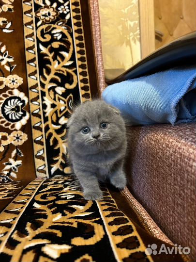 Шотландская