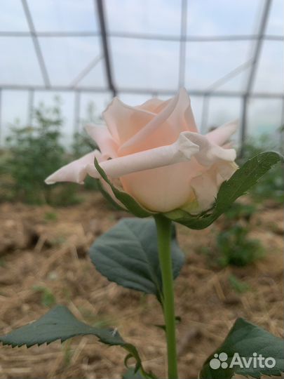 Роза кустовая корни(кусты)