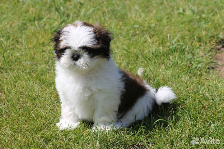 Щенок Ши-тцу девочка
