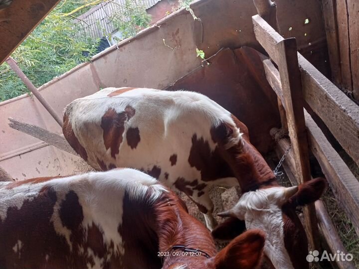 Бычки и телята