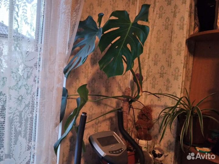 Монстера деликатесная 1,м