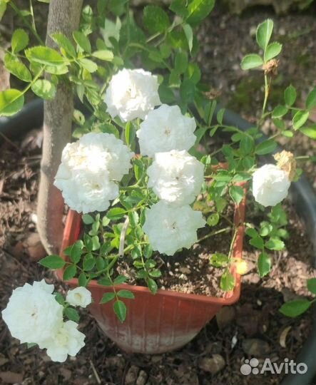 Декоративные кустарники