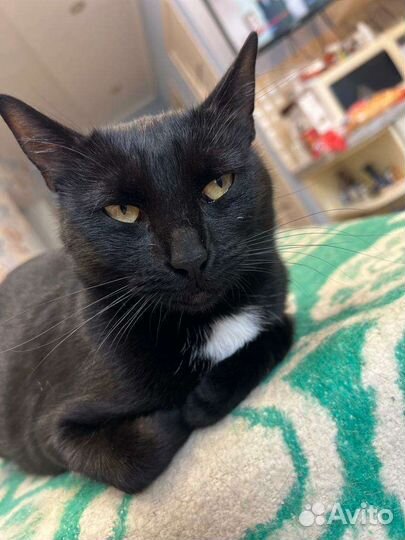 Кошечка в добрые руки