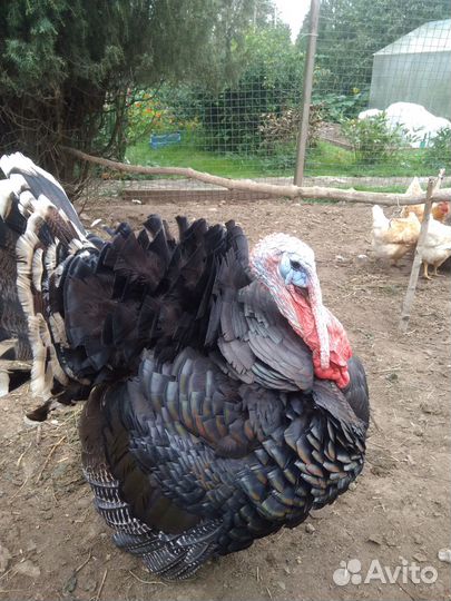 Северокавказские индюшки