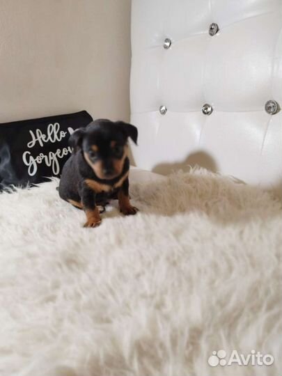 Той-терьеры, чихуахуа, карликовые пинчеры