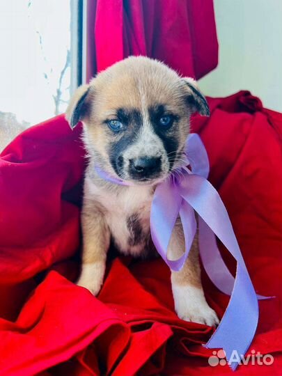 Щенки 1 мес. малыши спасеныши