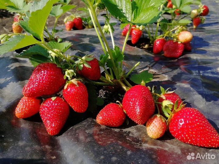 Сортовая рассада клубники