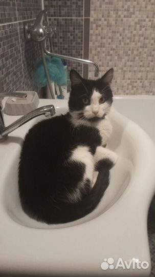 Отдам кота в добрые руки