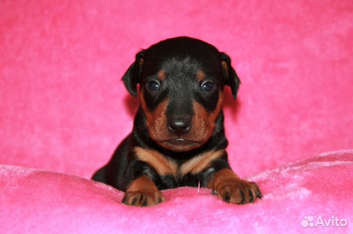 Щенки цвергпинчера