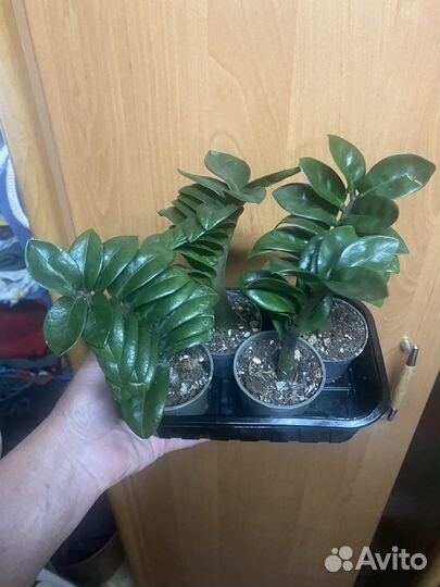 Замиокулькас жук