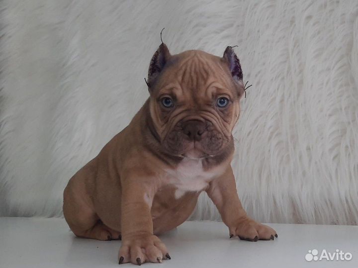 Американский булли экзот/покет