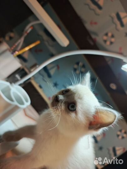 Британский котёнок