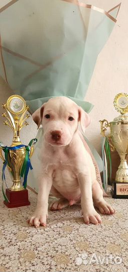 Шикарные малыши питбуля,с документами