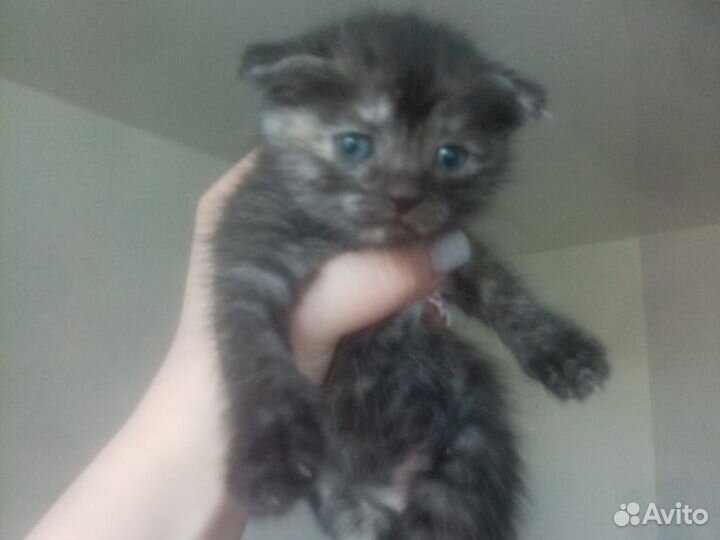 Вислоухие котята