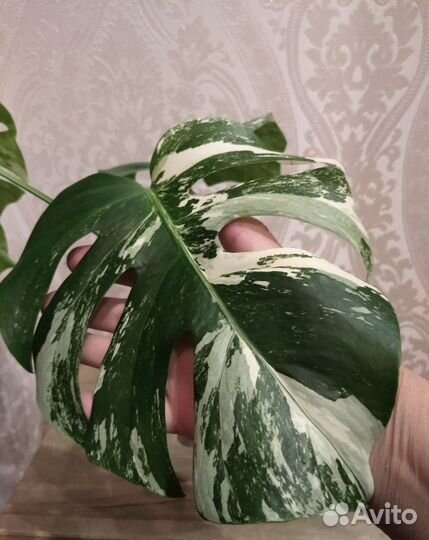 Монстера Альба, классическая, Уфа, Ирк, Анг
