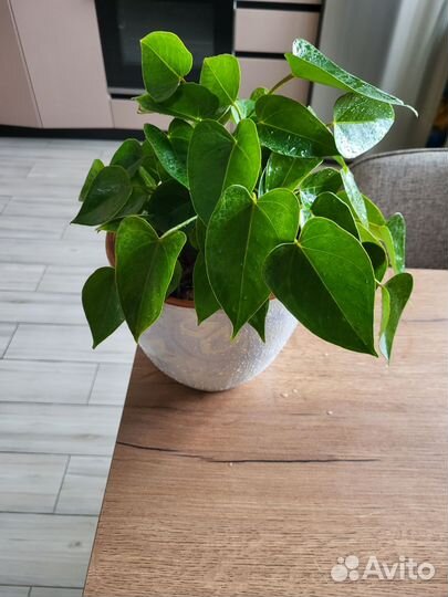 Антуриум Пандола