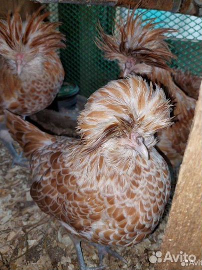 Цыплята Падуан Шамоа