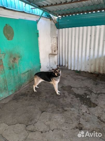 Восточноевропейская овчарка