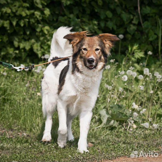 Собака в добрые руки