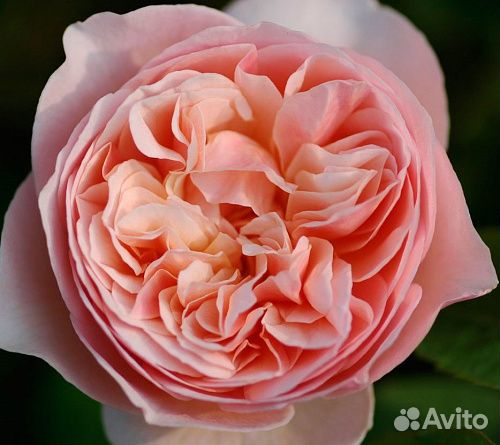 Саженцы роз Джульетта