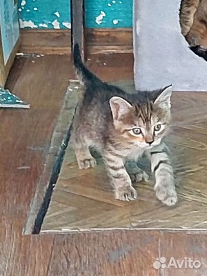 Котята