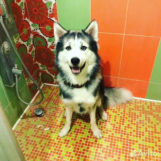 Хаски для вязки