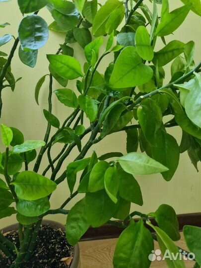 Педилантус