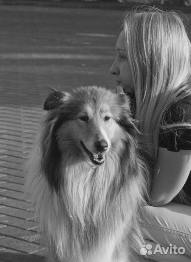 Дрессировка и воспитание собак. Кинолог