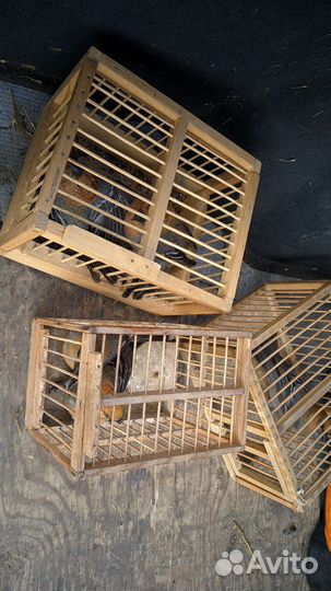 Чиж,Щур,урагус,щеглы