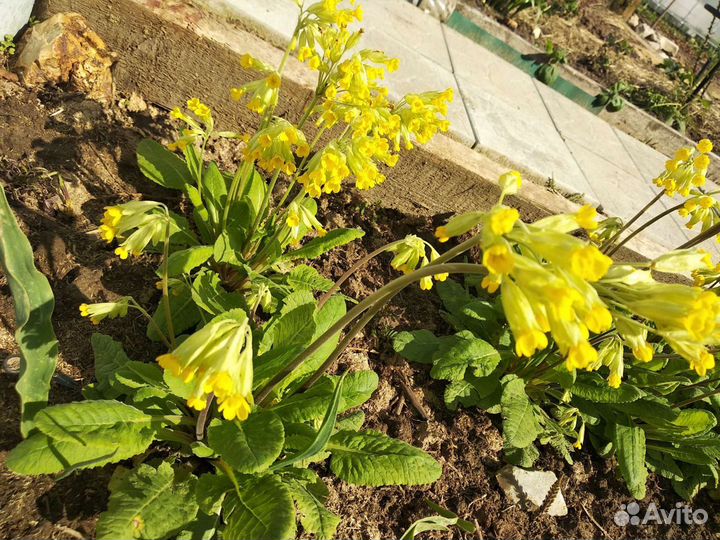 Ромашка, примула,полынь дек, вербена