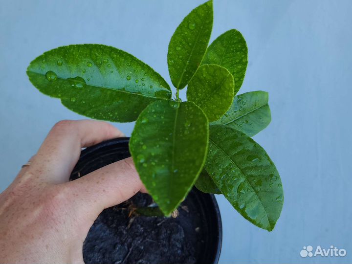 Цитрусовые растения