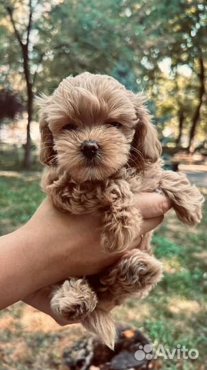 Мальтипу мини Maltipoo mini F1