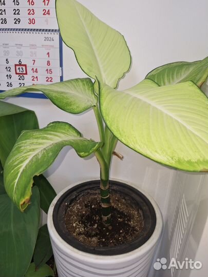 Диффенбахии, аглаонема