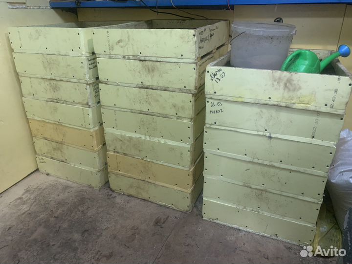 Червь дендробена кокон малек маточник