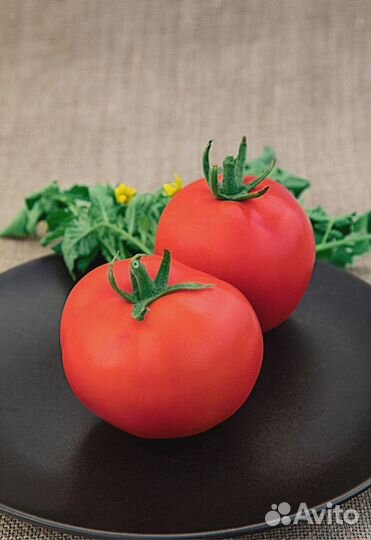 Томат Ямал 200 0,05 гр цв. п