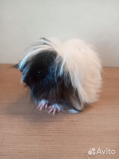 Морская свинка