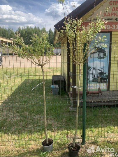 Ива Фламинго