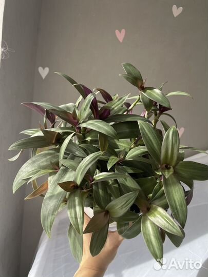 Традесканция рео