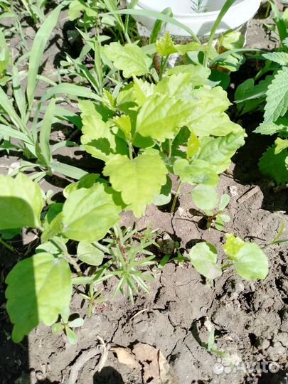 Гибискусы молоденькие