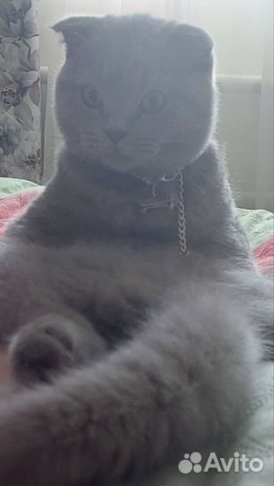 Ищу на вязку,британец вислоухий