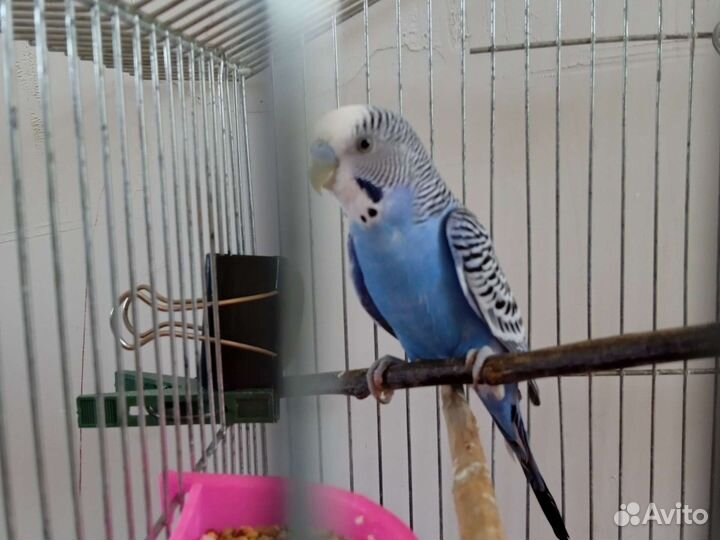 Клетка с попугаем попугая зовут Кеша