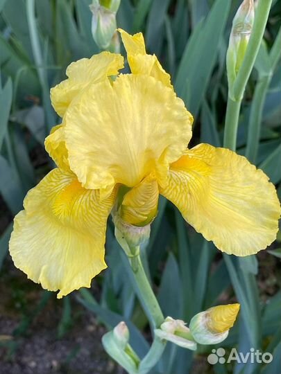 Гортензия Вимс Ред, хосты, ирисы