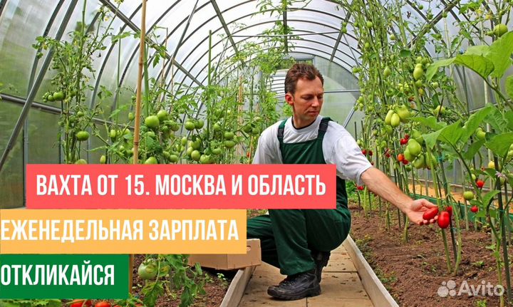Овощевод / Вахта / Без опыта