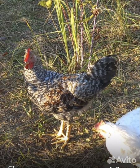 Домашние петухи