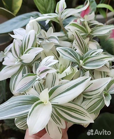 Традесканция белоцветковая белая